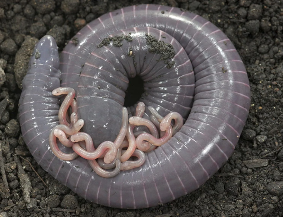 caecilians