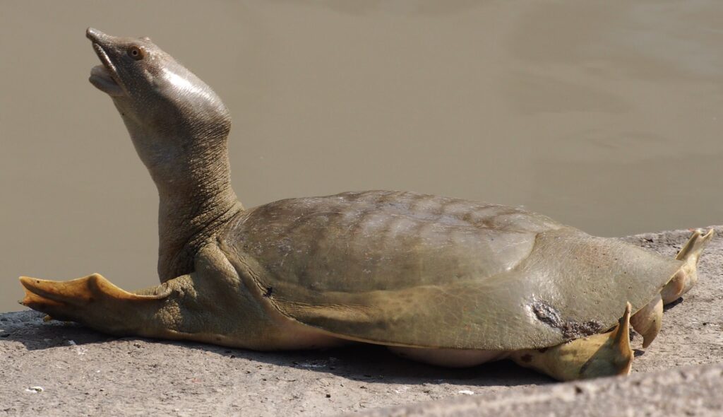 The rewilding of 50 captive-bred spotted softshell turtles is a real success of reptile conservation in Vietnam.