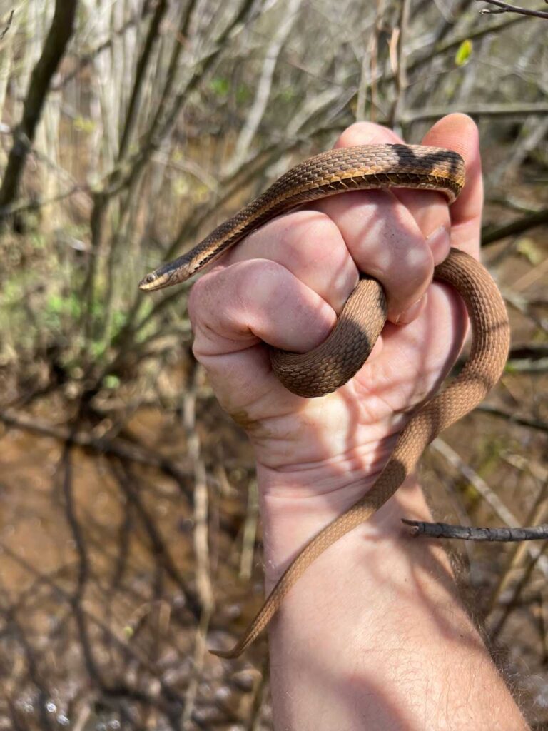 Queen Snake