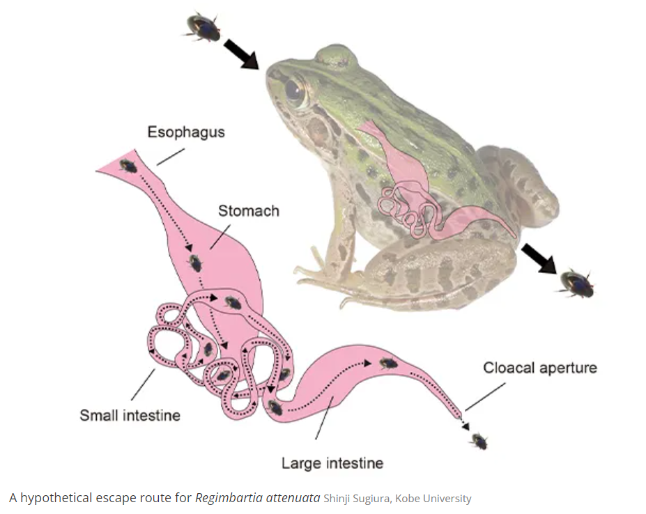 apanese water beetle eaten by a frog
