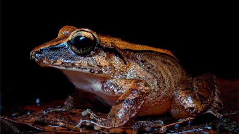 Leaf litter frogs scream when they are in danger