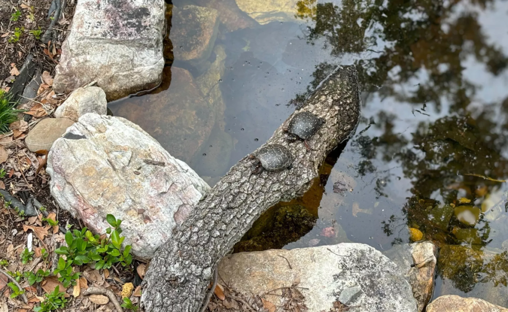 "Turtle Oasis" exhibit