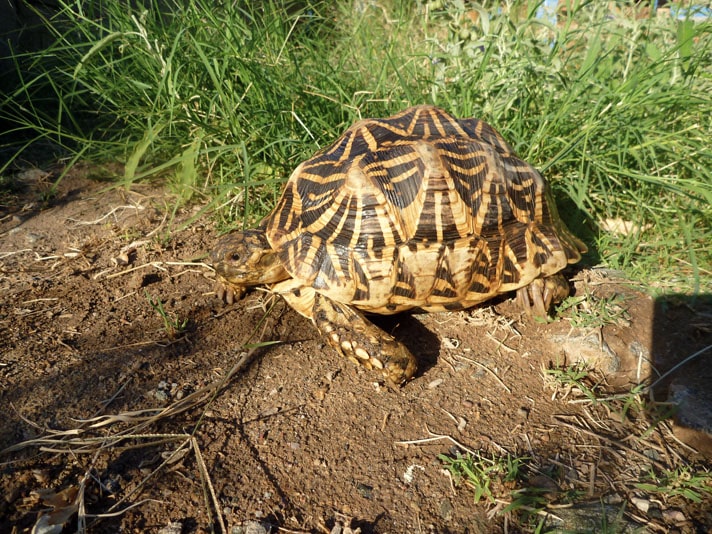 Indian star tortoise. Meet care and breeding tips for the species
