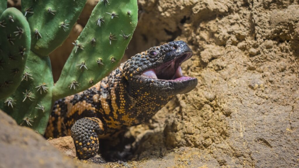 Gila monster