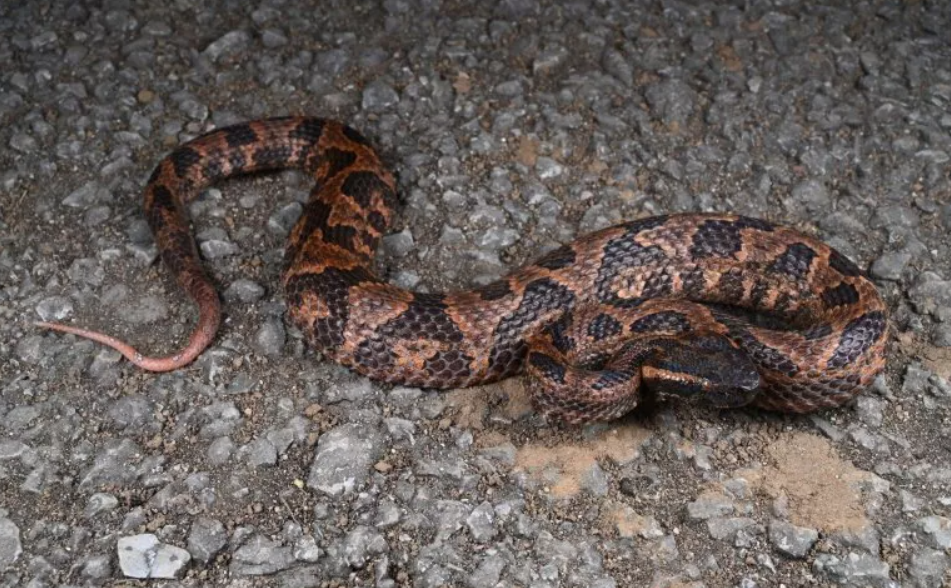 New viper species—New viper species—Ovophis jenkinsivophis jenkinsi