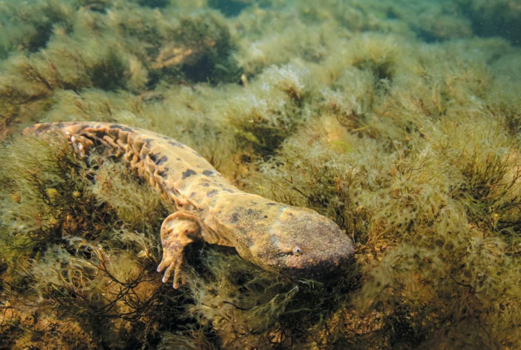 hellbender salamander