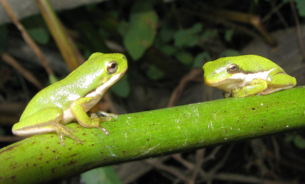 How to keep herps healthy?