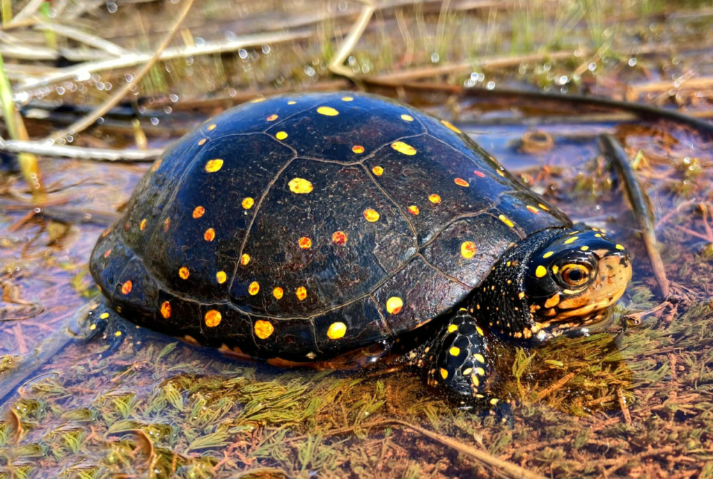 Spotted turtle is an object of illegal poaching