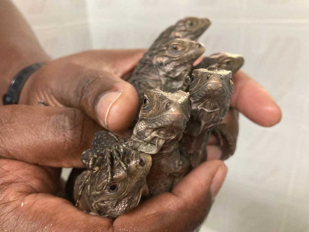 Grand Cayman blue iguanas
