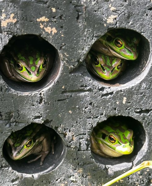 Frog sauna