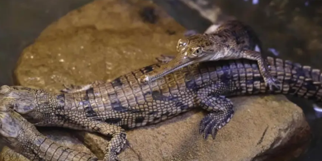 Gharial at the Fort Worth Zoo