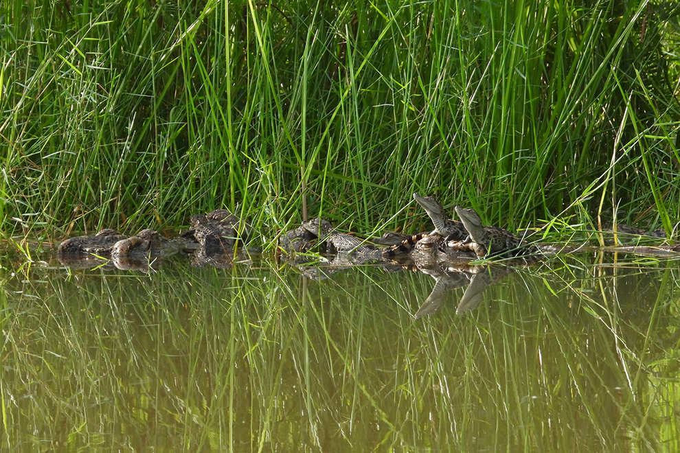 Siamese crocodile