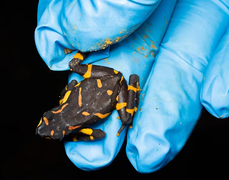 handling amphibians