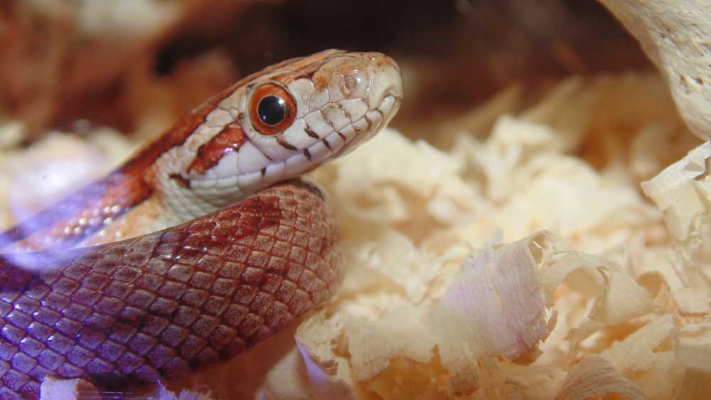 Substrate for reptile