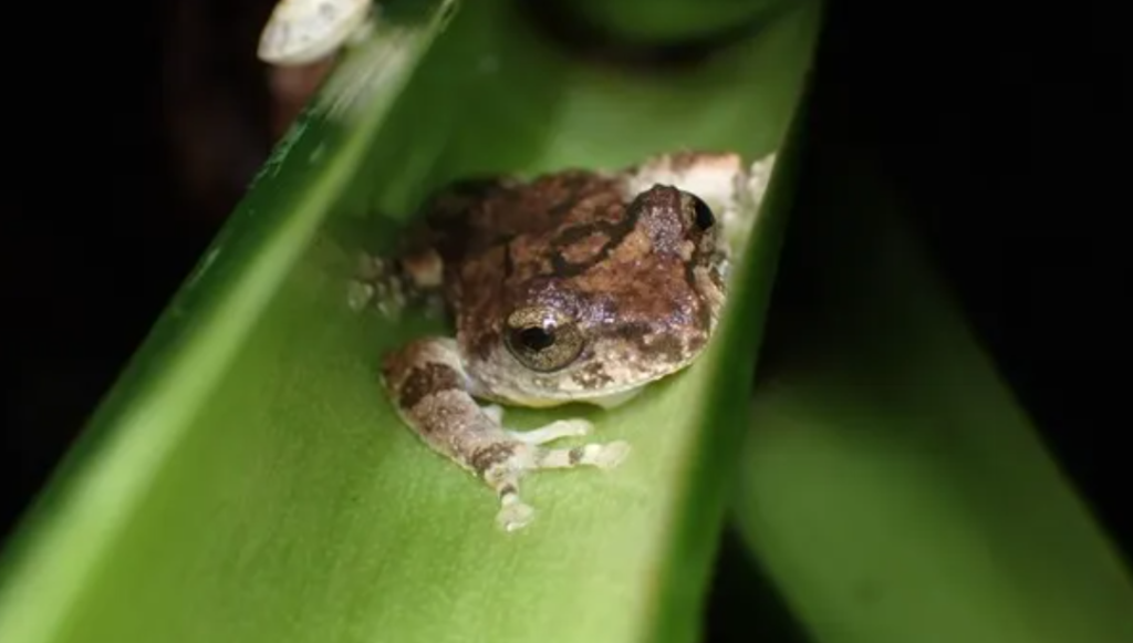 Eiffinger’s tree frog