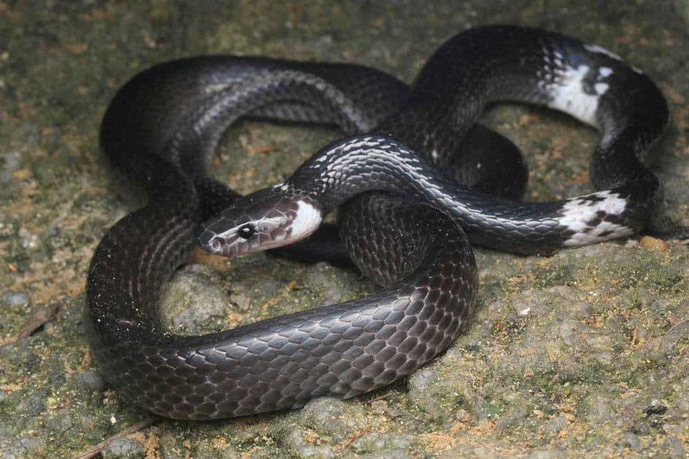Malayan banded wolf snake