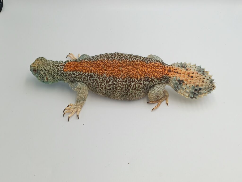 Keeping of Uromastyx