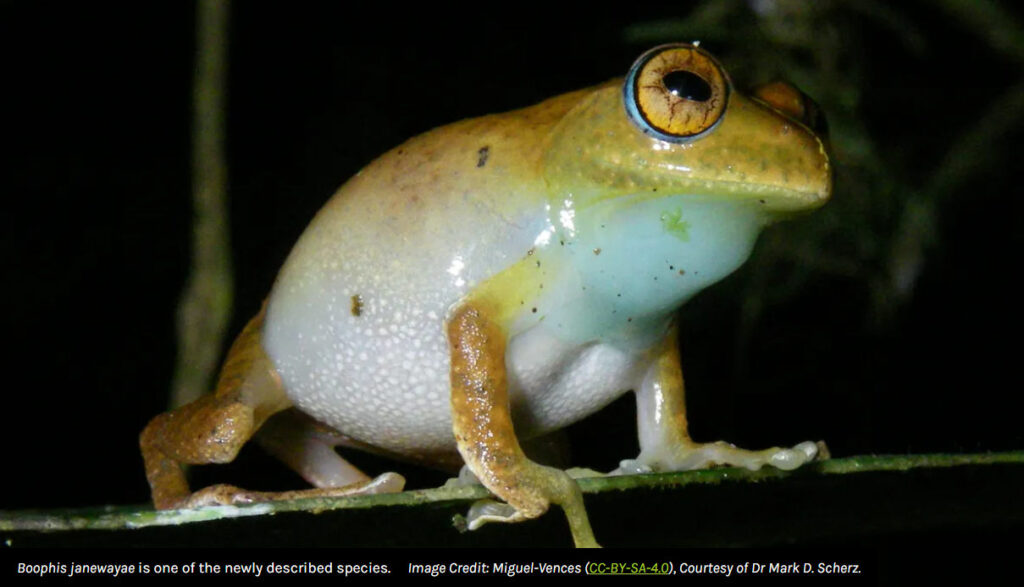 Tree frog