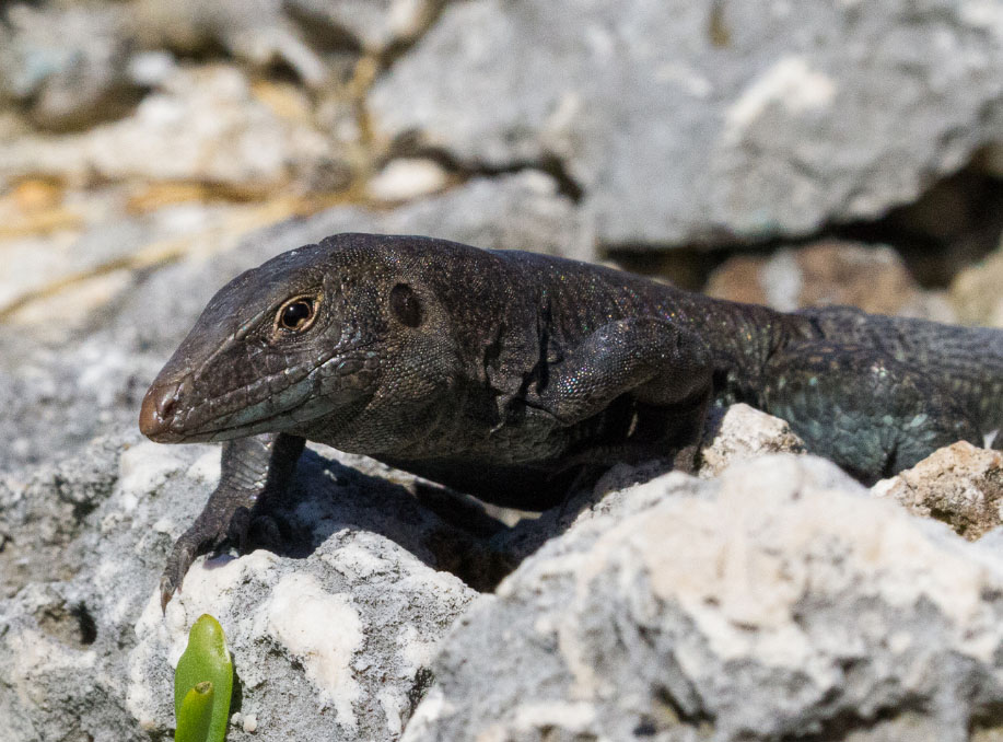 Sombrero ground lizard