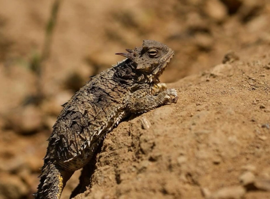 Blainville’s Horned Lizard