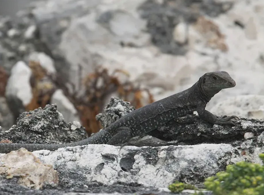 Sombrero island ground lizard
