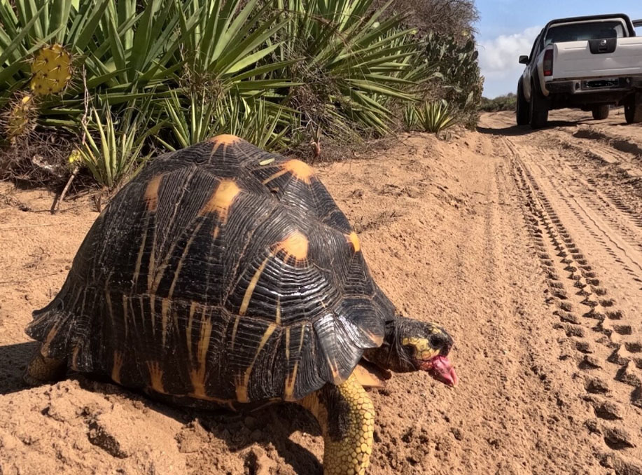 radiated tortoises in Madagascar