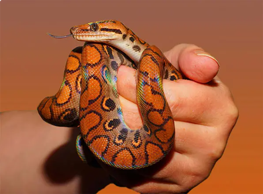 Why Taiwan bans animal species