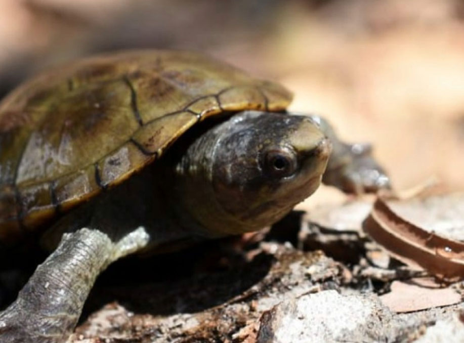 Vallarta Turtle