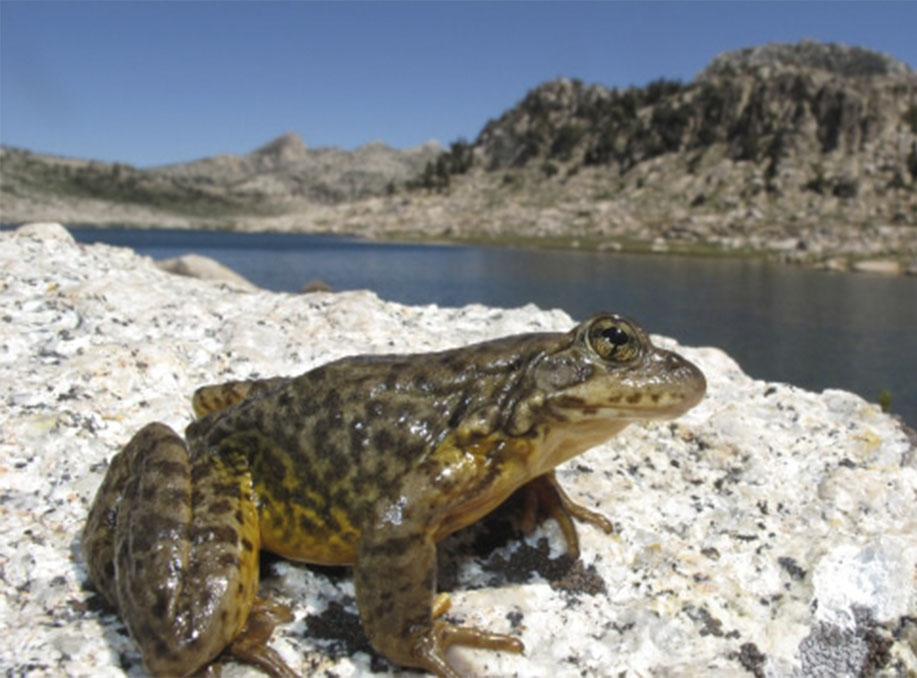 Sierra Nevada yellow legged frog