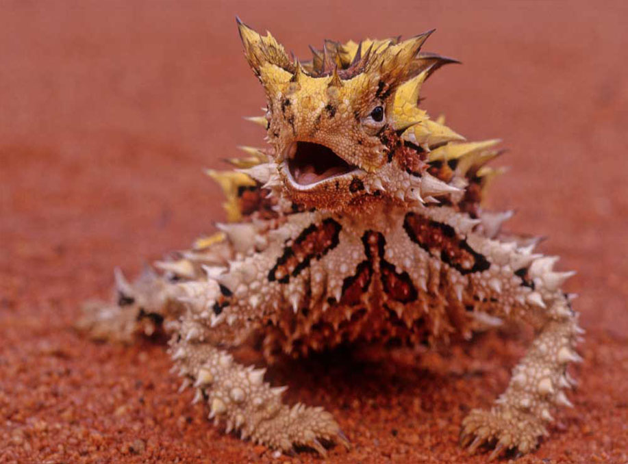 Ban on exotic animals
