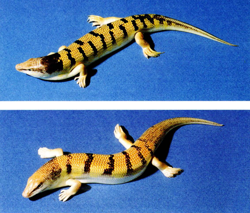 Sandfish Skink (Scincus scincus (Linnaeus, 1758))