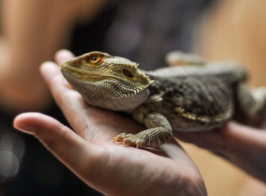 Can reptiles feel pain?