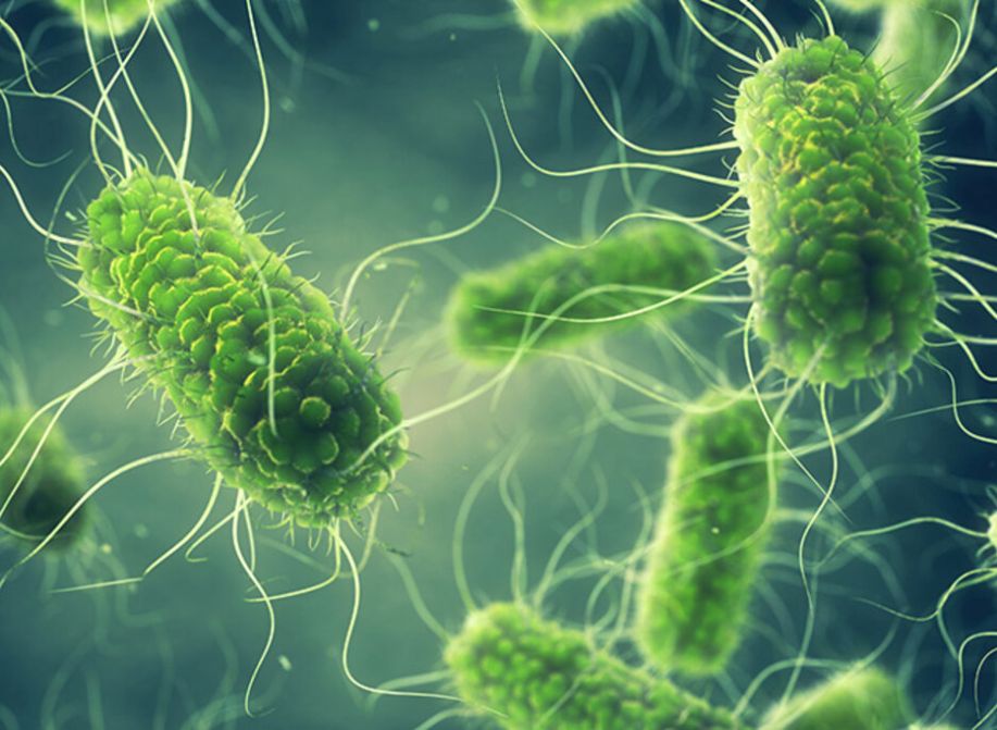 What Risk to Catch Salmonella from Pet Reptiles