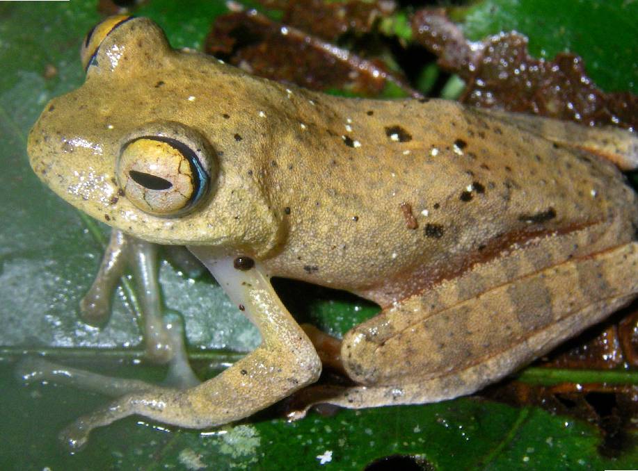 Newly Discovered Frog Named for Their Star Trek-esque Calls