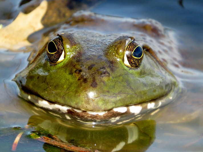 American bullfrog (Rana catesbeiana)