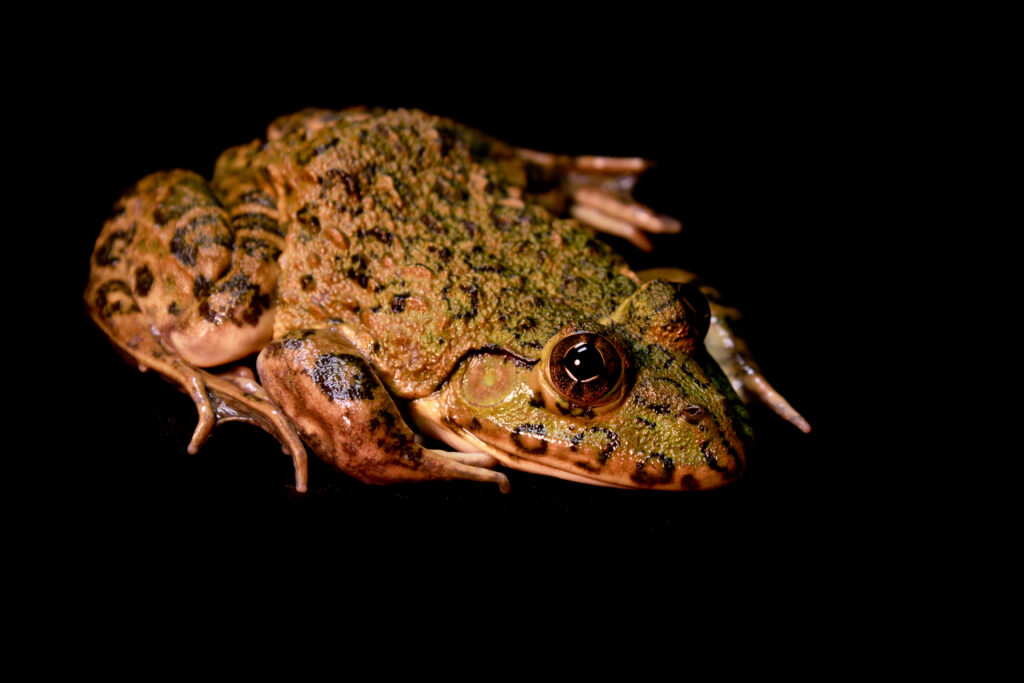 Crowned bullfrog (Hoplobatrachus occipitalis)