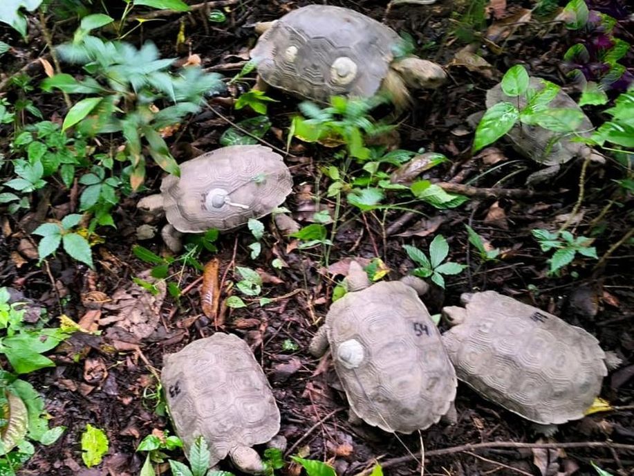 Giant Forest Tortoise (Manouria emys)