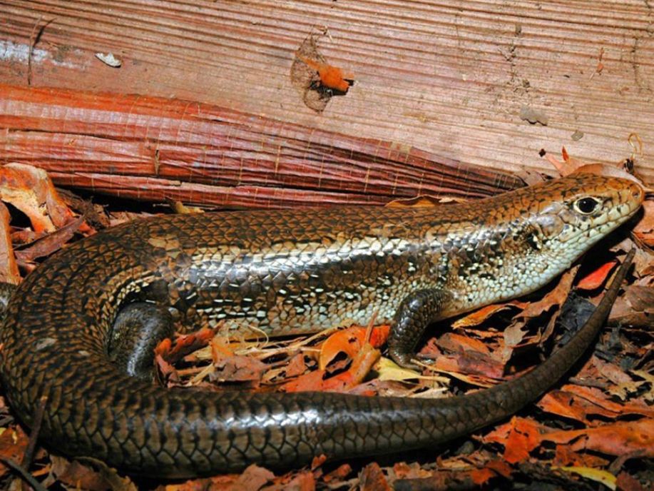 Australia’s Major Skink