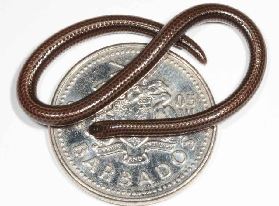 World’s Smallest Snake — Barbados threadsnake Rediscovered