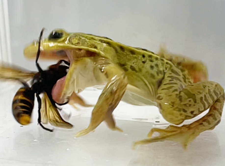Venom-Resistant Frogs