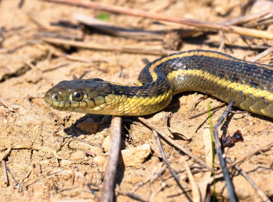 Giant Garter Snake Conservation