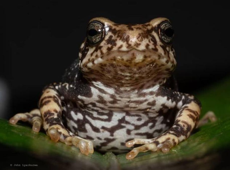 African Tree Toads Nectophrynoides