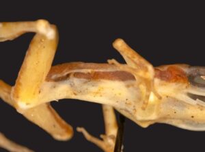 A Ghost from the Past: New Poison Dart Frog Species Identified After 60 Years in Museum Archives
