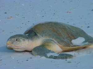 Storm Goretti’s Unexpected Guest: Rescuing an Endangered Sea Turtle from UK Shores
