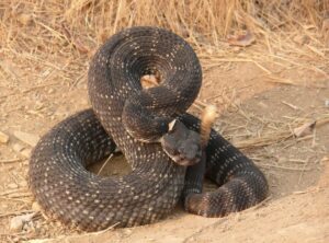 The Accidental Gardeners: How Snakes Facilitate Forest Regeneration