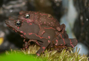 Is there a chance for conservation breeding? Ex situ management, reproduction, and early life stages of the Harlequin toad Atelopus flavescens Duméril & Bibron, 1841