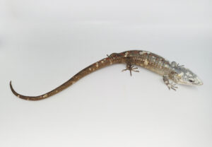 Keeping of Red-lipped arboreal alligator lizard (Abronia lythrochila H.M. Smith & Álvarez del Toro, 1963) at BION Terrarium Center