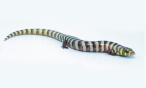 Keeping and breeding of Brazilian galliwasp (Diploglossus lessonae Peracca, 1890) at BION Terrarium Center