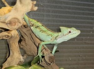 Biodiversity Delusion and Inbreeding Depression in Herpetoculture