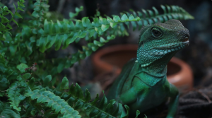 Biodiversity Delusion and Inbreeding Depression in Herpetoculture.